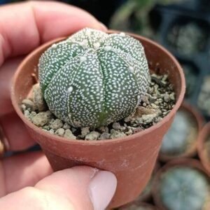 Astrophytum cokabuto hybrid