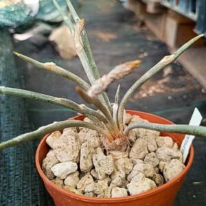 Astrophytum Digitostigma Caput-Medusae innestata big size