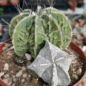 Astrophytum Double fukuryu + onzuka
