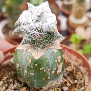 Echeveria star snow
