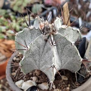 Astrophytum myriostigma x ornatum