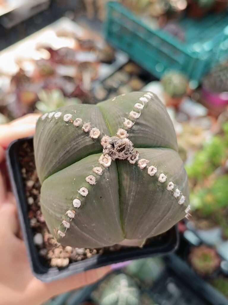 Siracactus-astrophytum-Astrophytum-nudum-hybrid-quadricostatum-f.-Ball-mostruosa-2.jpg