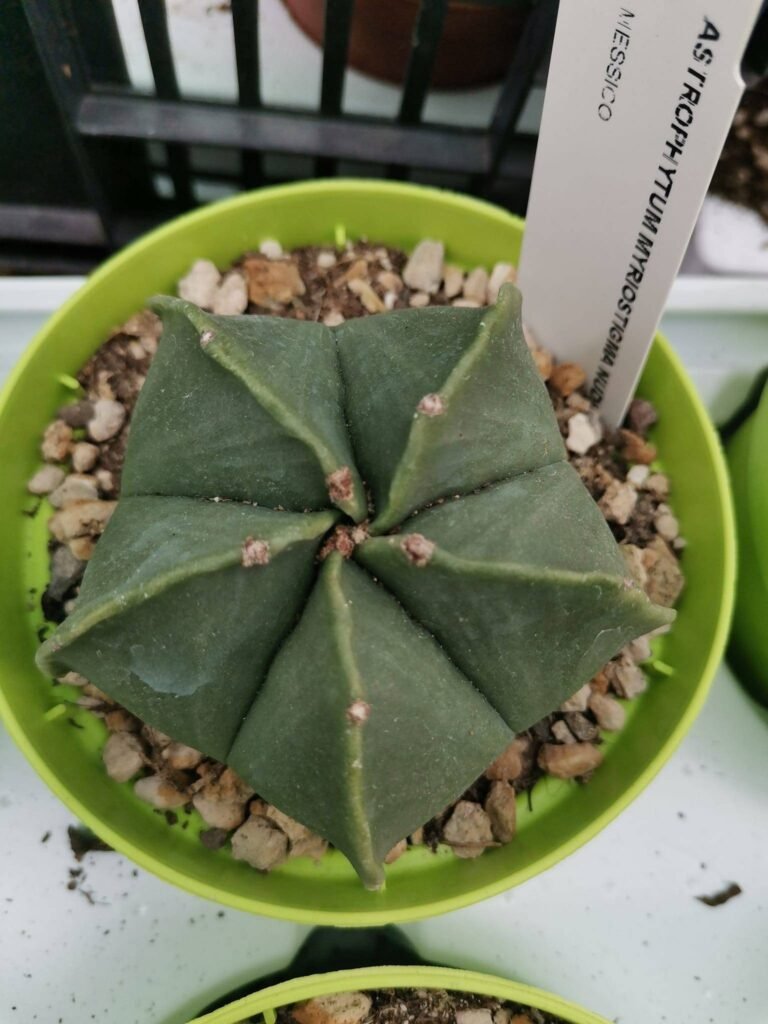 Siracactus-astrophytum-Astrophytum-nudum-pentacostatum-1.jpg