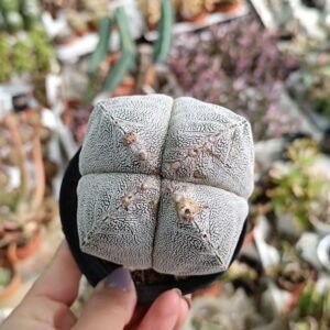 Astrophytum Onzuka v-type quadricostatum