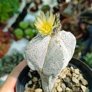 Astrophytum onzuka quadricostatum v type columnaris