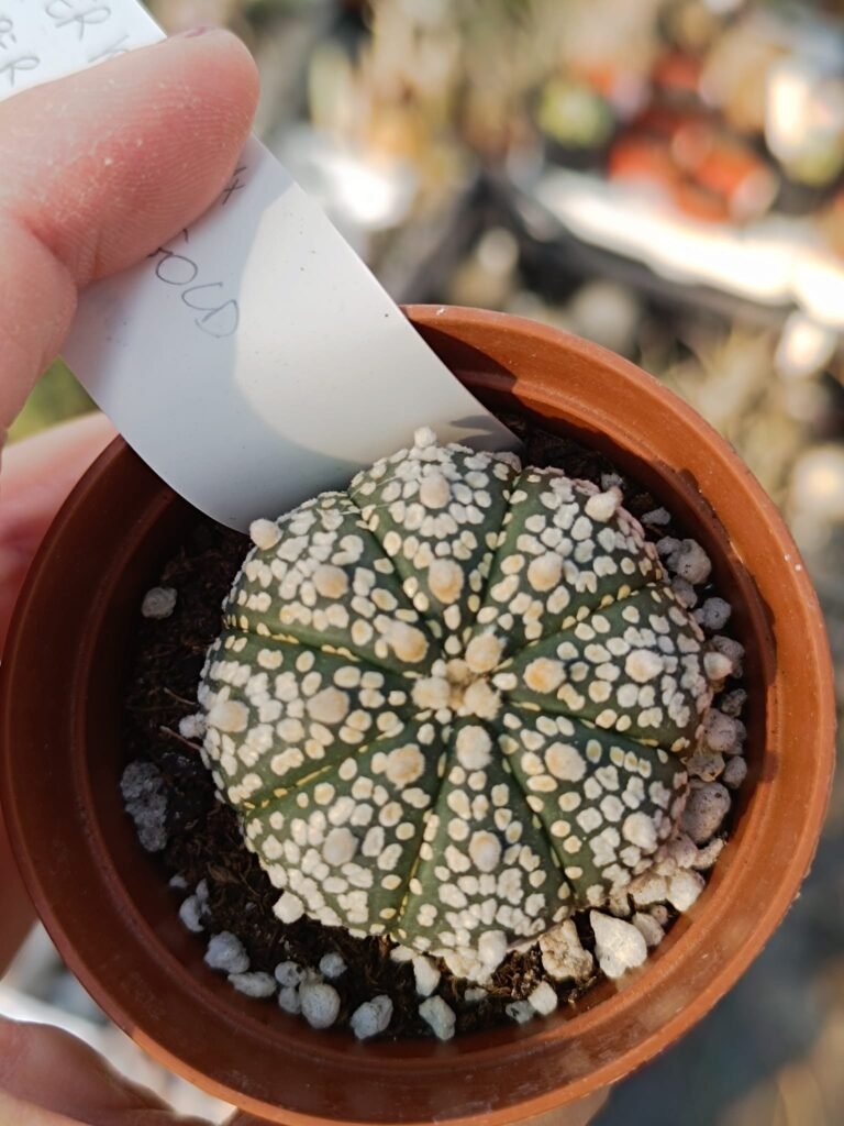 Siracactus-astrophytum-Astrophytum-superkabuto-ex-f.-gold.jpg