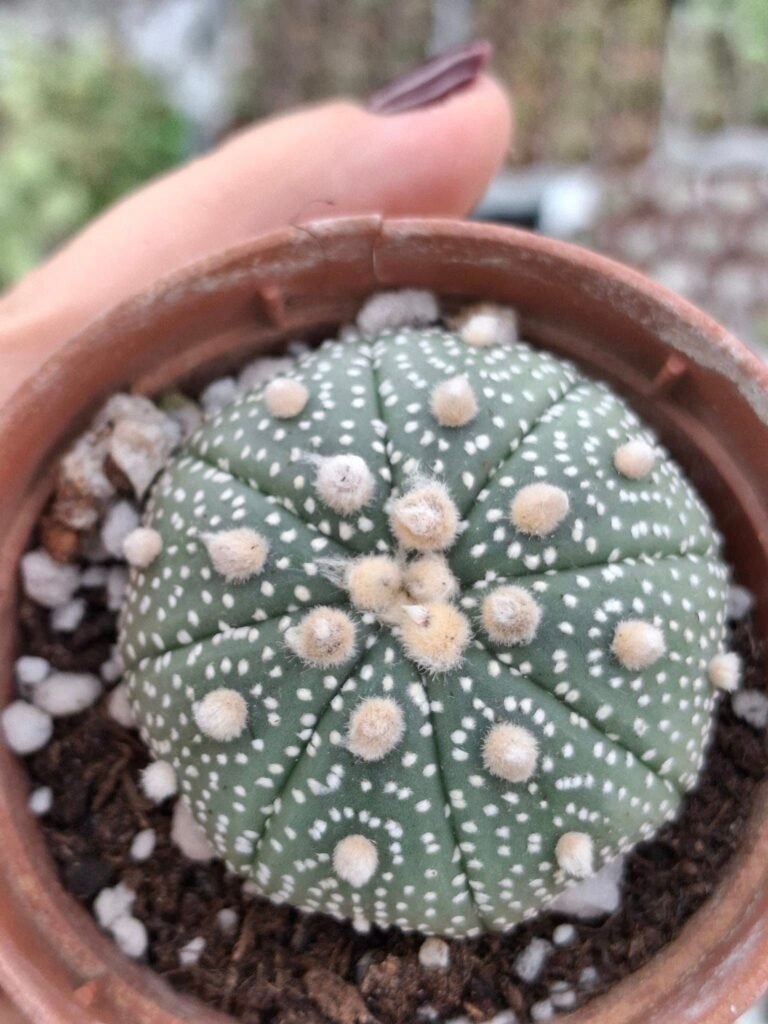 Siracactus-astrophytum-Astrophytum-superkabuto-hybrid-x-asterias.jpg