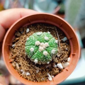 Mix astrophytum asterias multicostatus, star shape