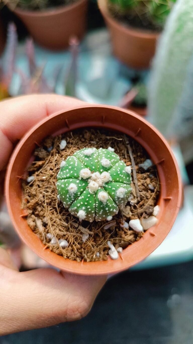 Siracactus-astrophytum-Mix-astrophytum-asterias-multicostatus-star-shape.jpg