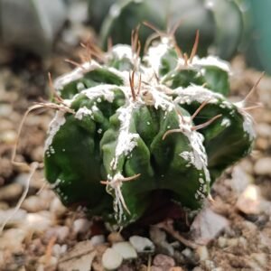 astrophytum Hybrid ornatum x fukuryu x haku-jo