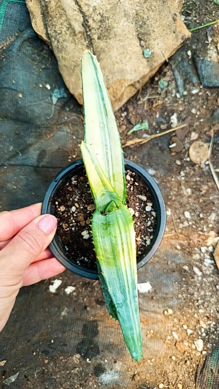 Siracactus-cactus-Aloe-ferox-variegata.jpg
