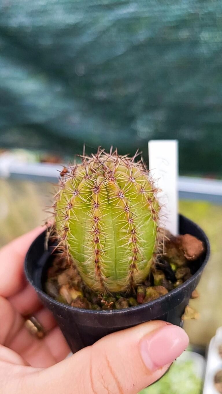 Siracactus-cactus-Echinopsis-Hybrid-530.jpg