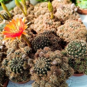 Lobivia Arachnacantha