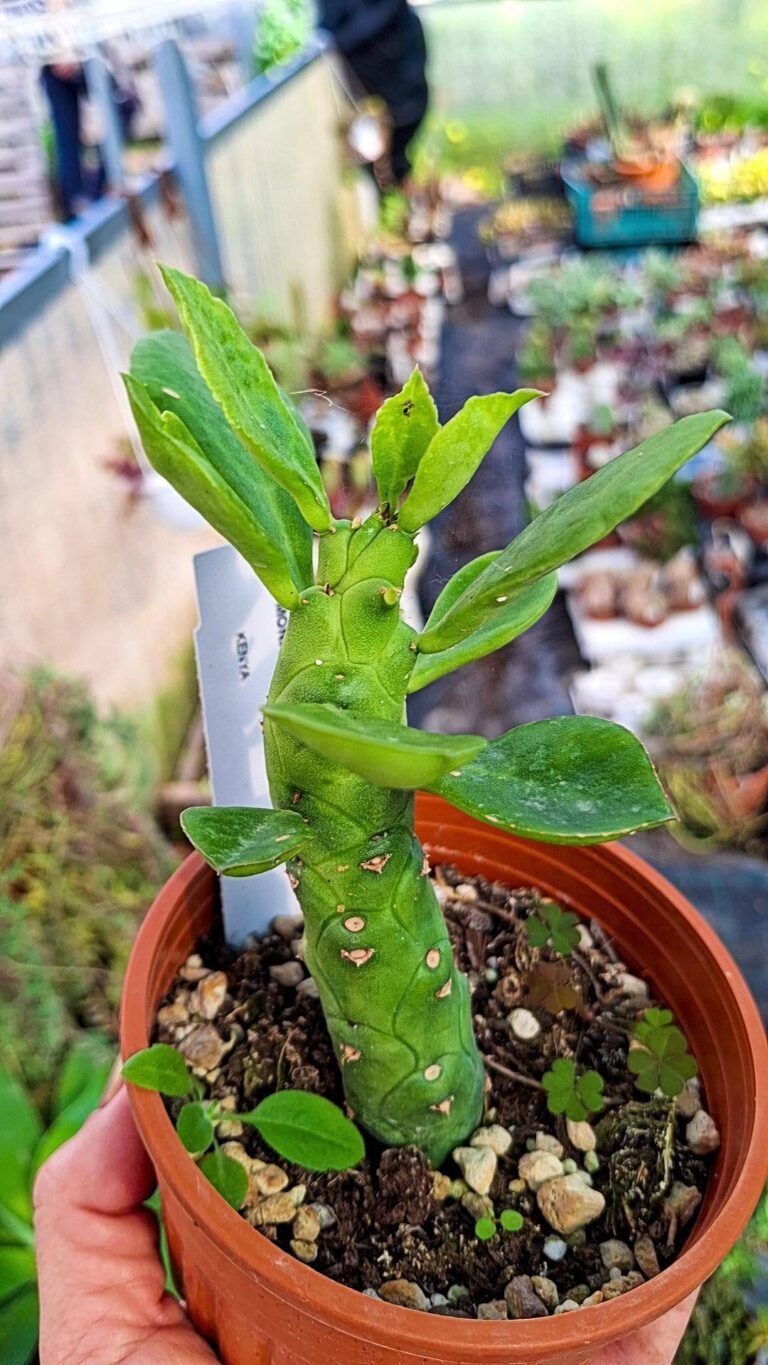 Siracactus-cactus-Monadenium-heteropodum.jpg