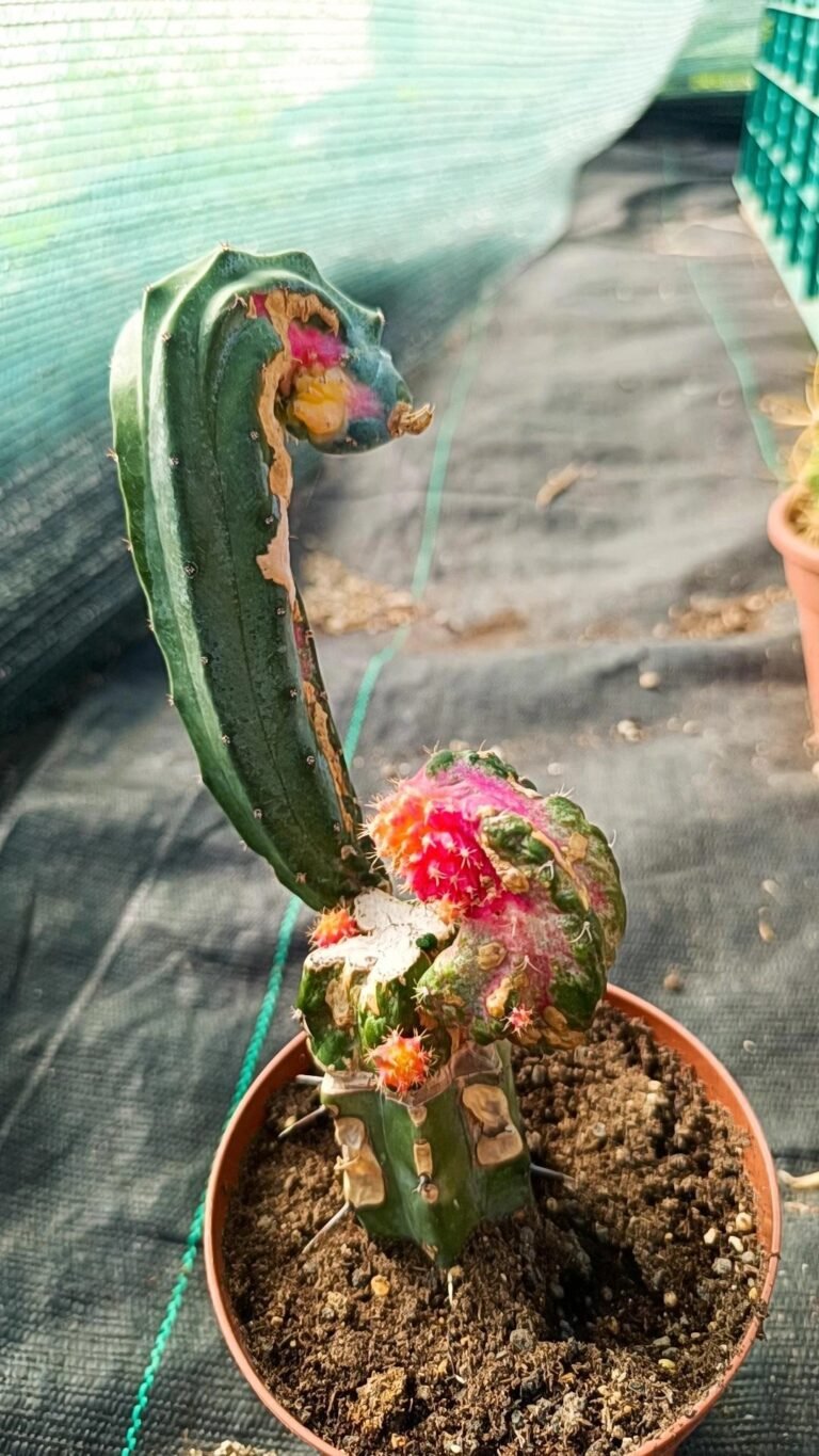 Siracactus-cactus-Myrtollocalycium-polyp-chimera-Variegata-innestata.jpg