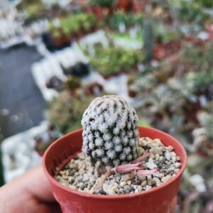 mammillaria Sanchez Mejoradae