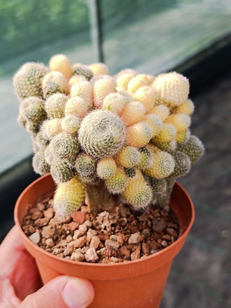 Siracactus-cactus-rebutia-sunrise-variegata-innestata.jpg