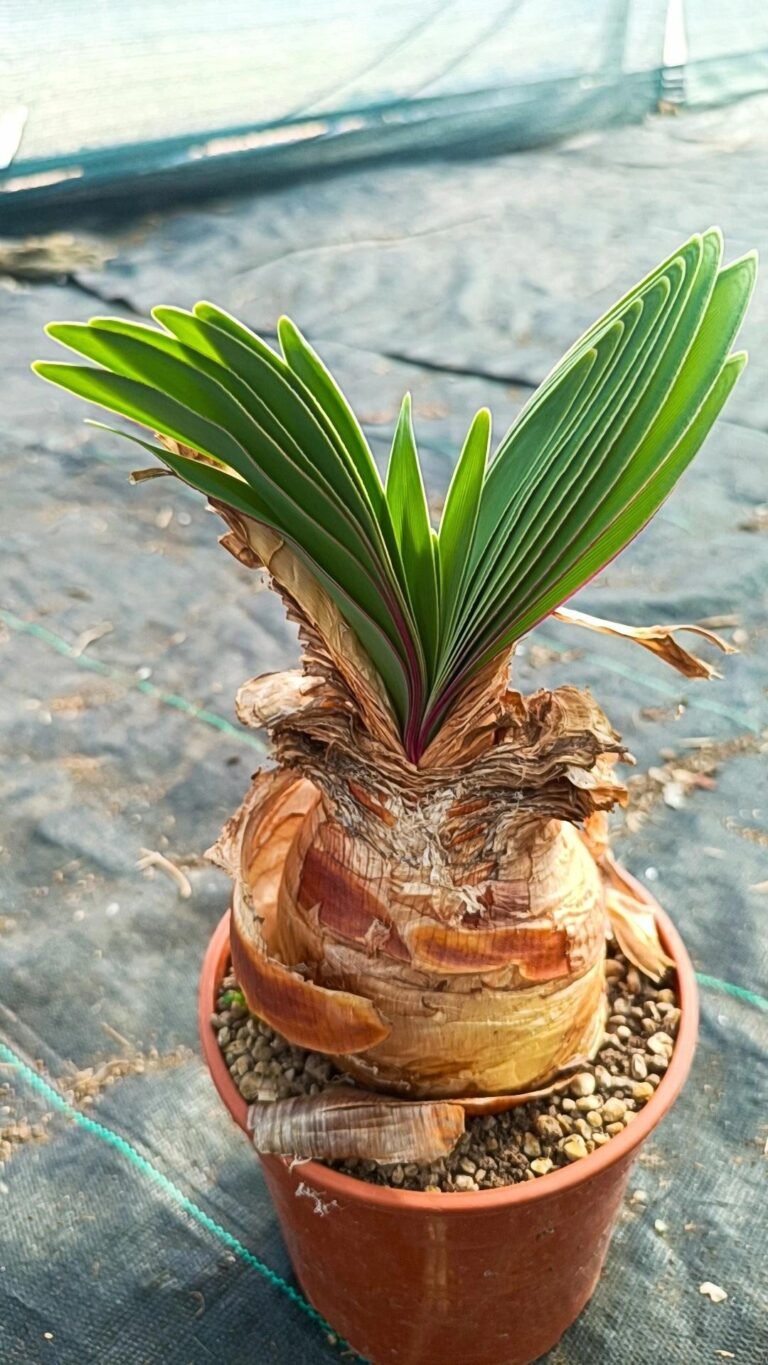 Siracactus-caudex-Boophone-disticha.jpg