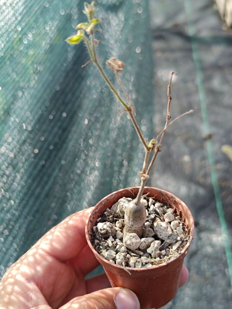 Siracactus-caudex-Cyphostemma-adenocaule.jpg