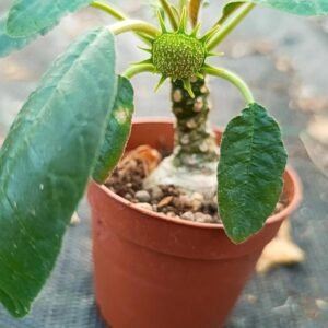 Dorstenia foetida f verde