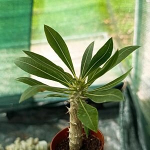 Pachypodium Horombense