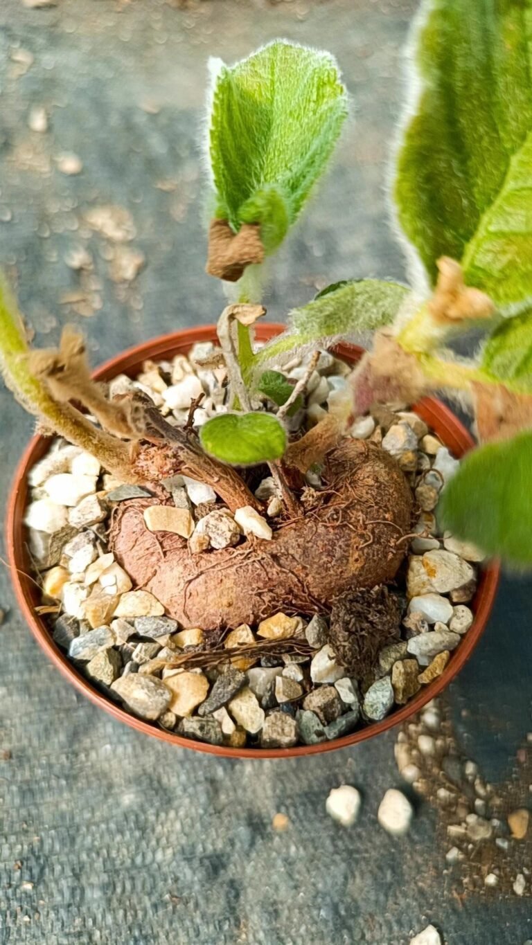 Siracactus-caudex-Sinningia-sp.jpg
