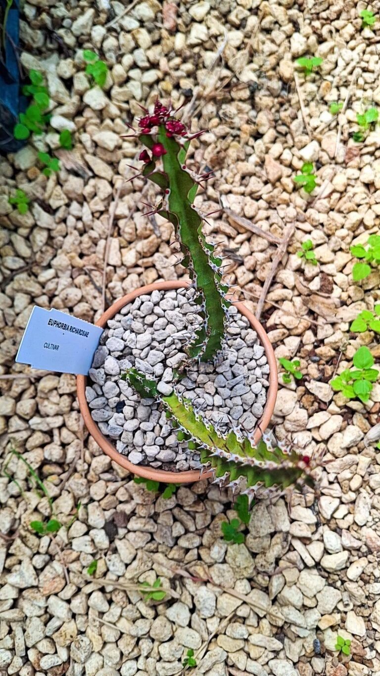 Siracactus-euphorbiaceae-Euphorbia-richardsiae.jpg