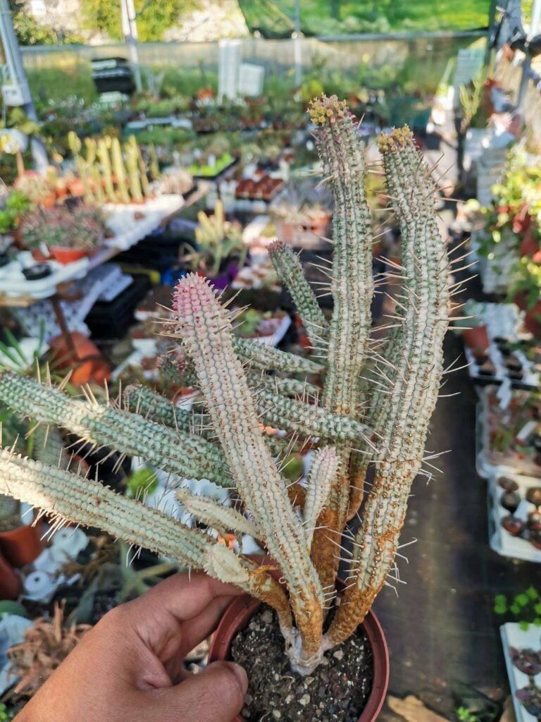 Siracactus-euphorbiaceae-Euphorbia-submammillaris-variegata-2-1.jpg