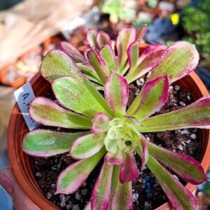 Aeonium "moqi" variegata cluster