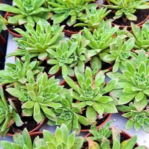 Aeonium simsii