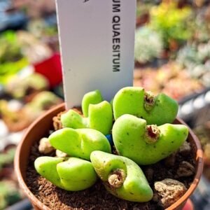 Conophytum Quaesitum
