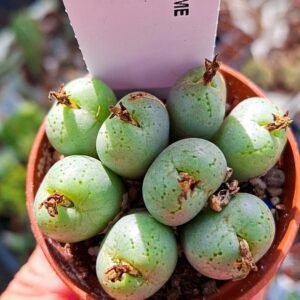 Conophytum Uviforme