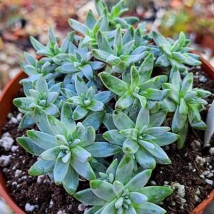 Dudleya White greenii korean