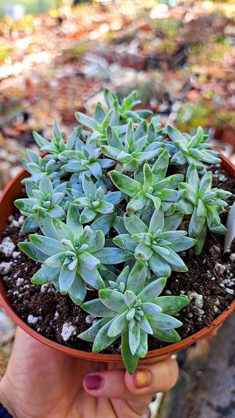 Siracactus-succulente-Dudleya-White-greenii-korean.jpg