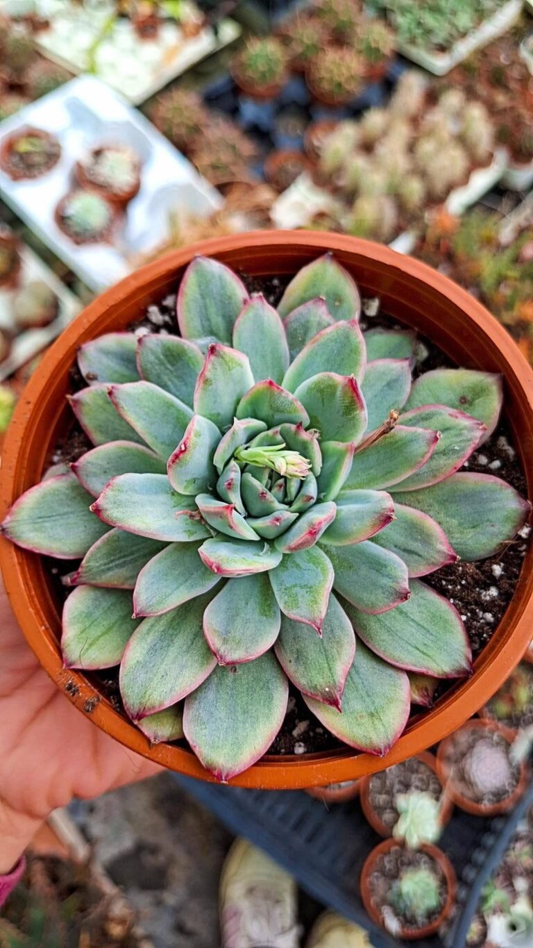 Siracactus-succulente-Echeveria-pulidonis-White-variegata-korean.jpg