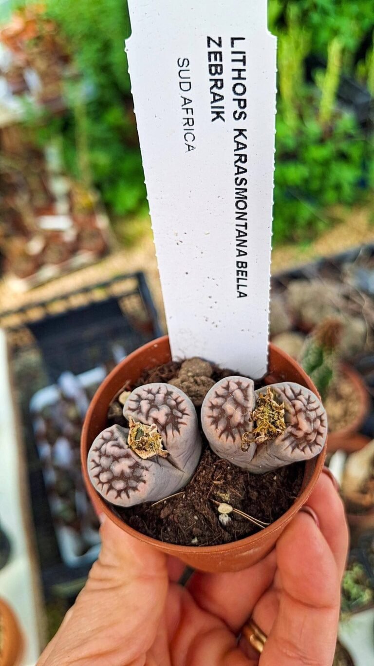 Siracactus-succulente-Lithops-karasmontana-bella-zabraik.jpg