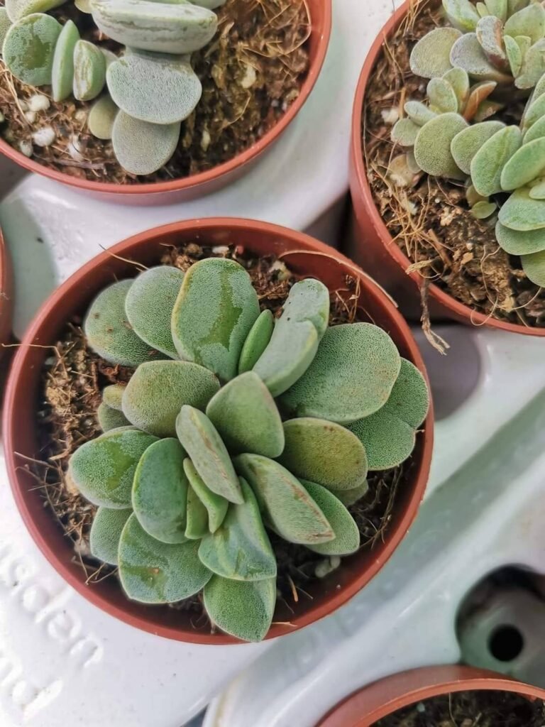 Siracactus-succulente-morgans-beauty-2.jpg