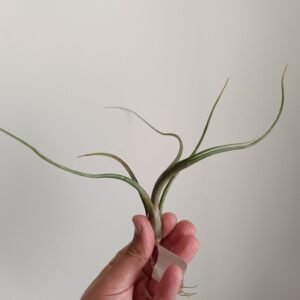 Tillandsia Baileyi