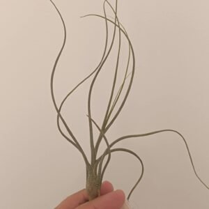 Tillandsia butzii