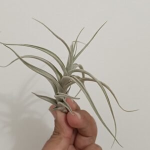 Tillandsia myosura