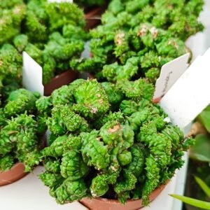 Euphorbia Polygona Crestata
