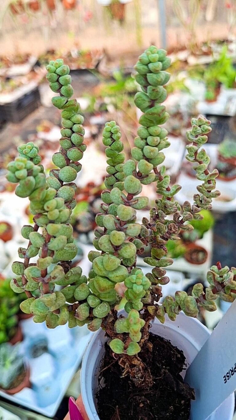 Crassula Baby’s Surprise
