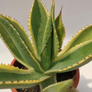 Agave Celsii Variegata