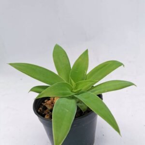 Agave Attenuata