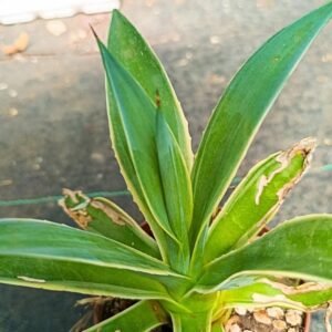 Agave Desmettiana Variegata