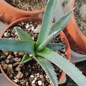 Agave emperor