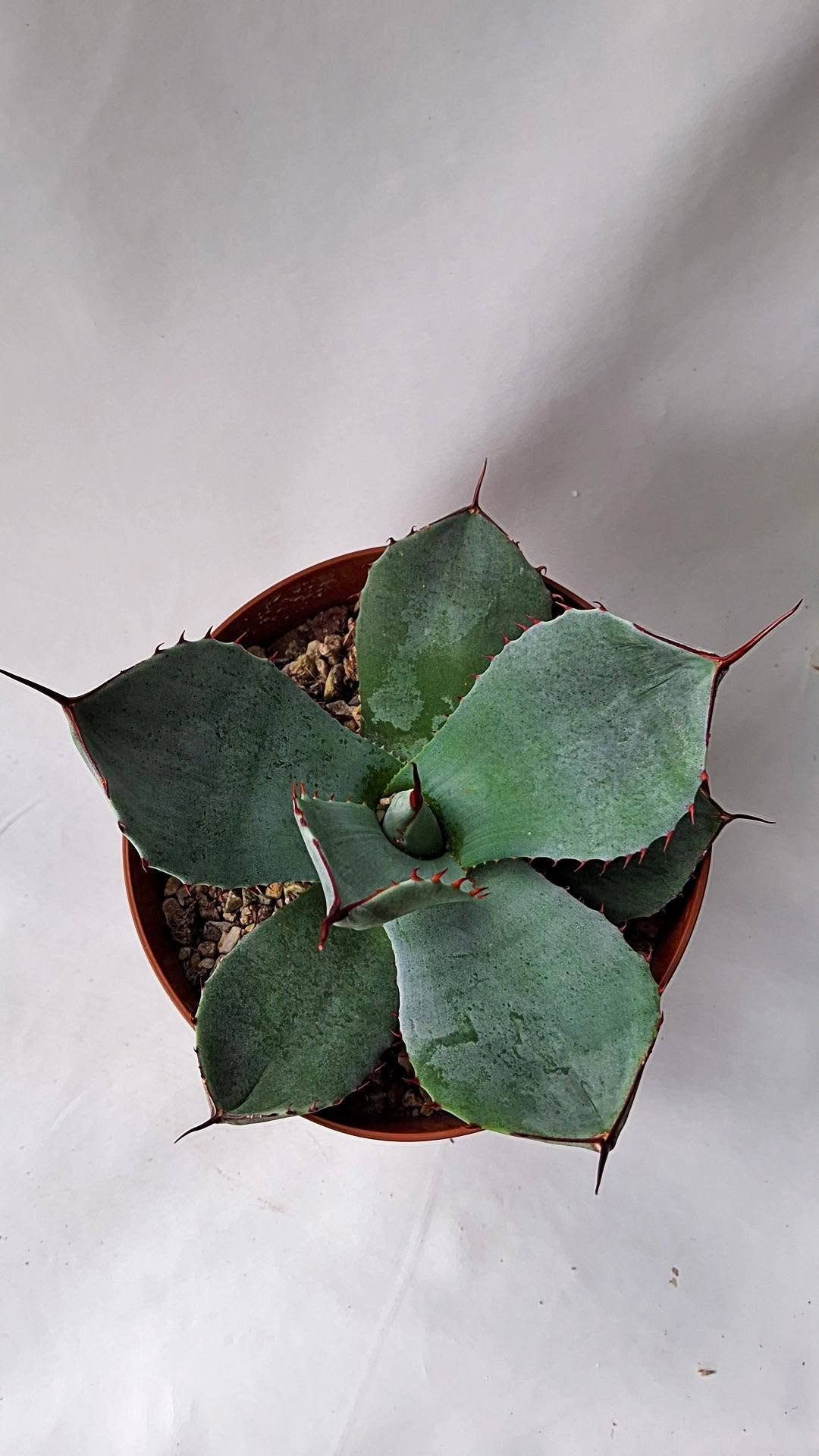 Agave Parryi v. Truncata