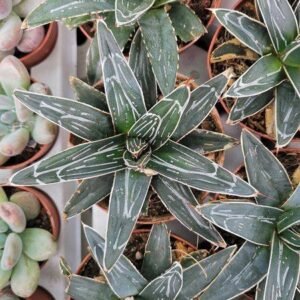 Agave Victoria Regina