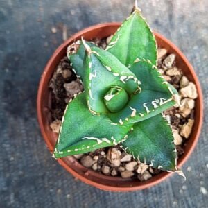 Agave Titanota compacta