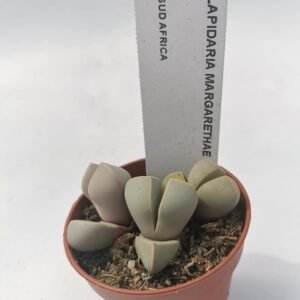Lapidaria Margaretae